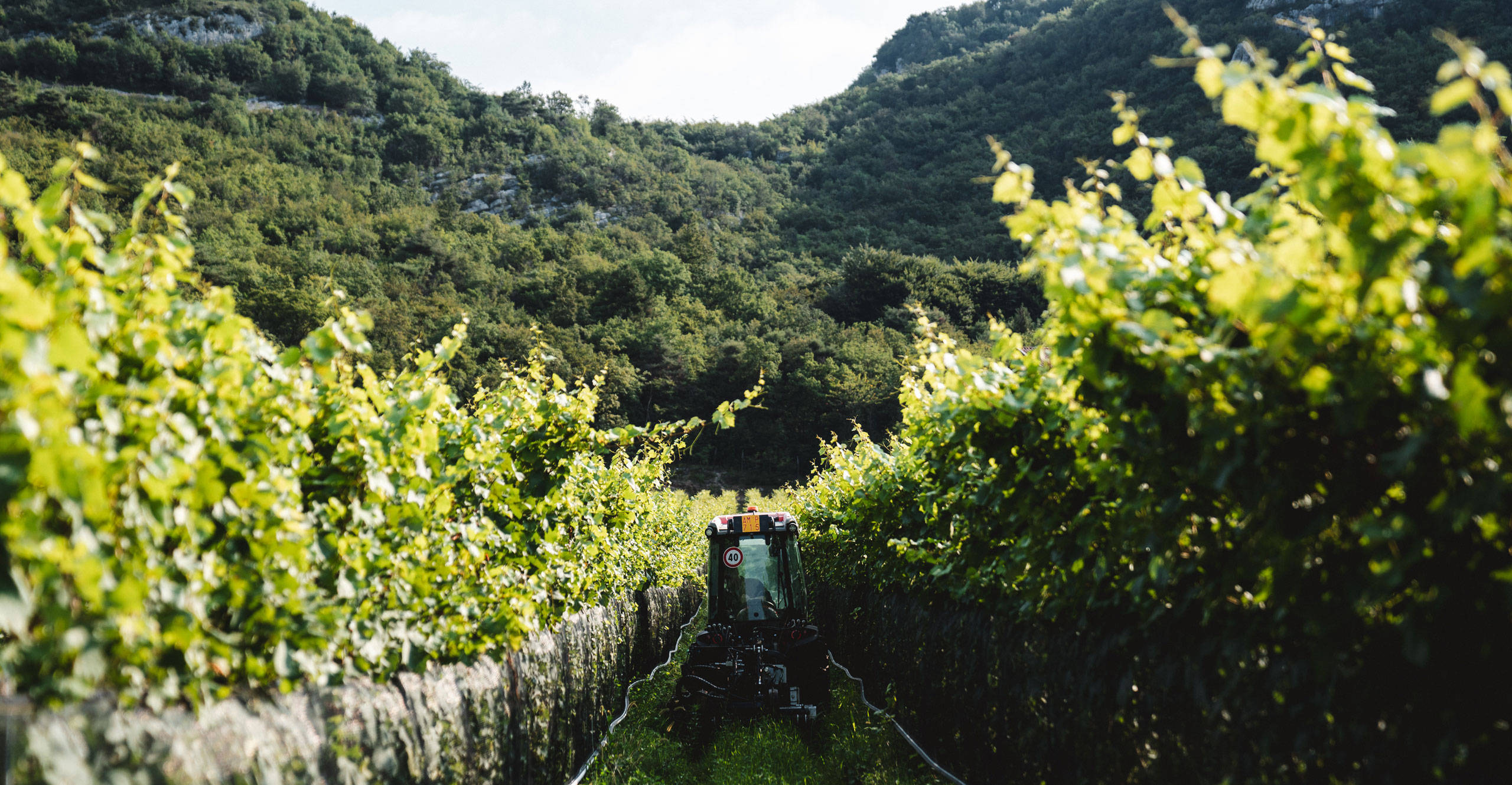 Degustazioni e visite in Cantina Salim