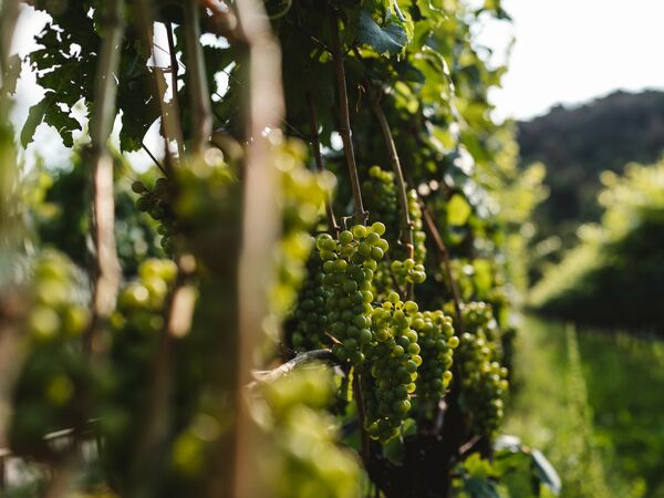Cantina Salim: il nostro sogno che diventa realtà -