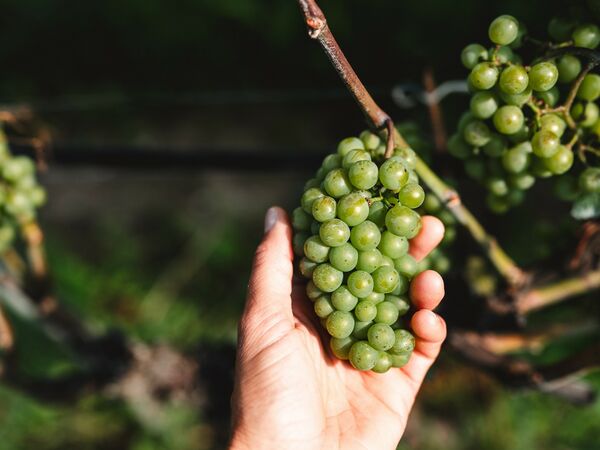 Cantina Salim: il nostro sogno che diventa realtà -