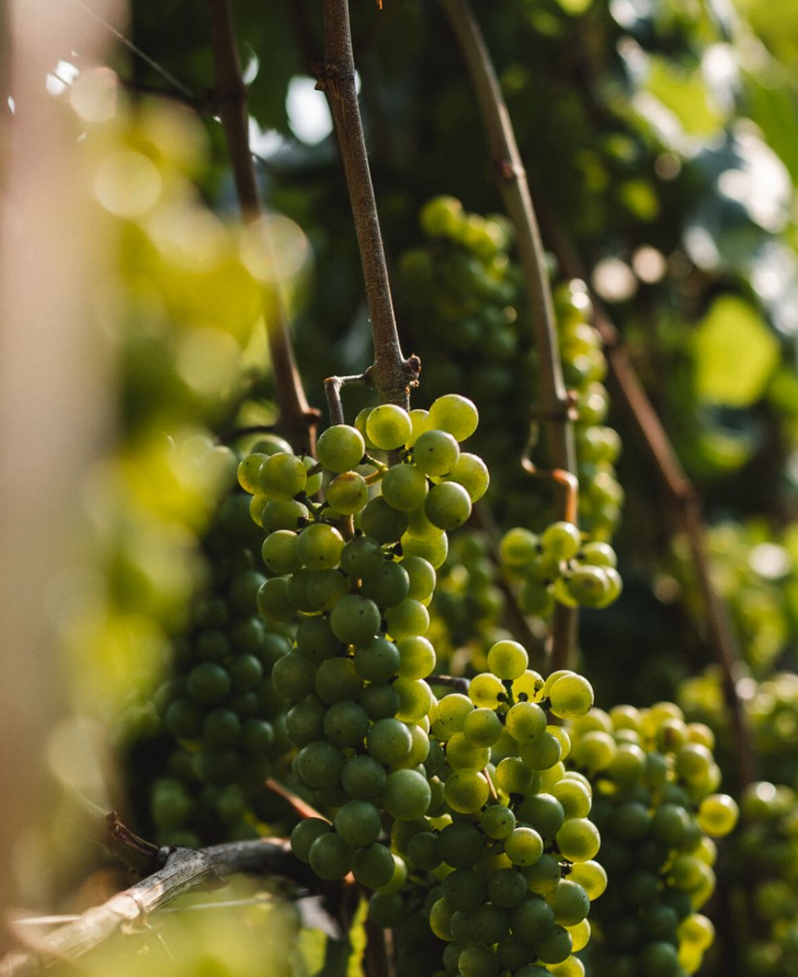 Salim Trento Doc 2017